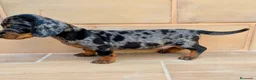 Teckel Miniatura perros en venta: Teckel miniatura - Anuncio 1