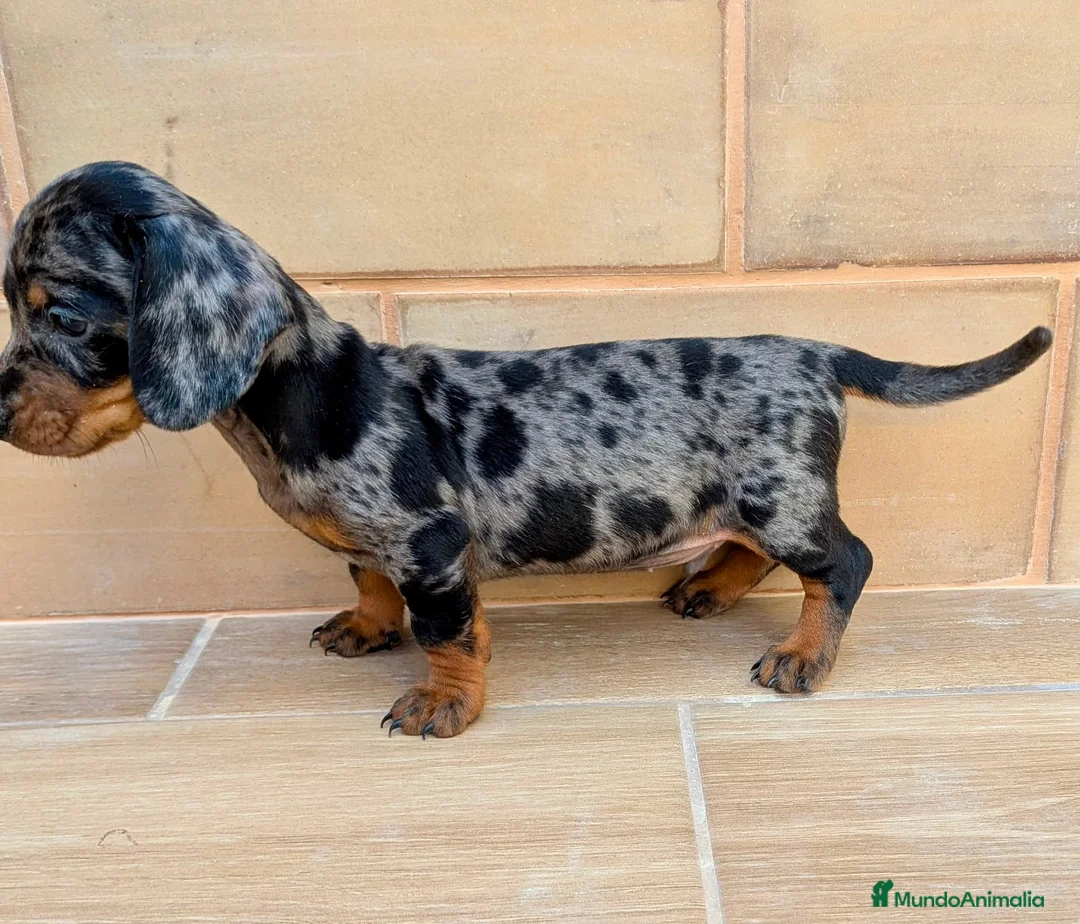 Teckel Miniatura perros en venta: Teckel miniatura - Anuncio 1