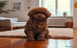 Caniche Toy perros en venta: caniche toy rojo  - Imagen 1