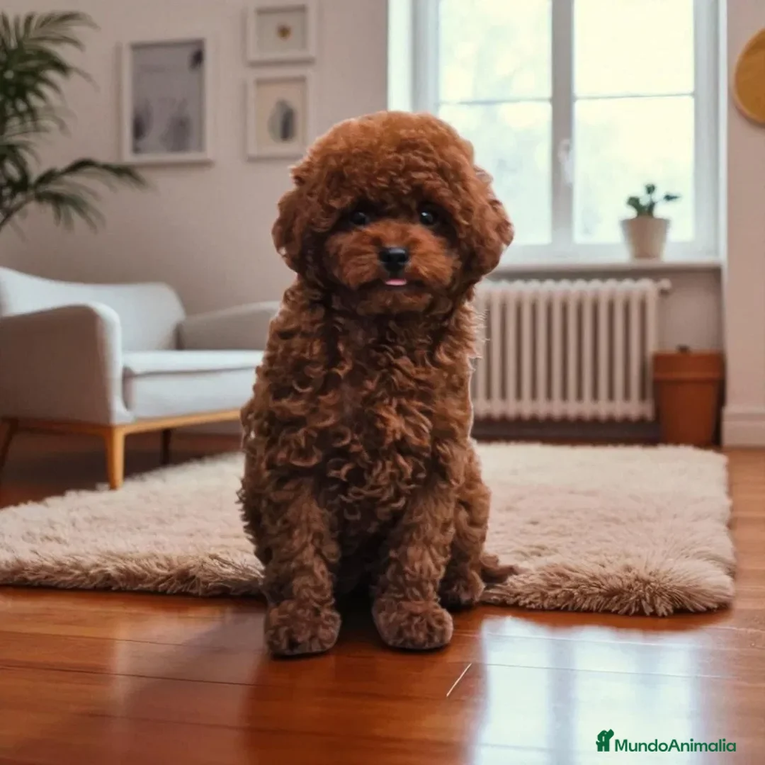 Caniche Toy perros en venta: caniche toy rojo  - Imagen 1