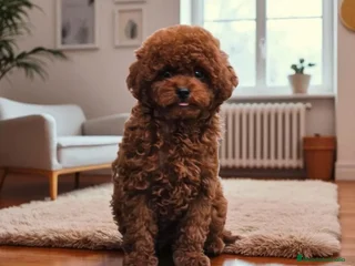 Caniche Toy perros - Anuncio 41