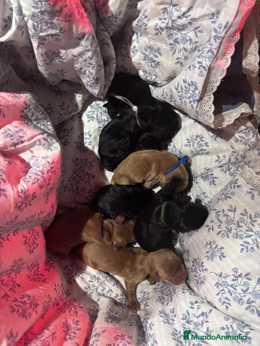 Cocker Spaniel Inglés perros en venta: Excepcionales cachorros cocker spaniel inglés  - Anuncio 10
