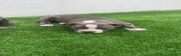 American Bully perros en venta: Camada de american bully  - Anuncio 2