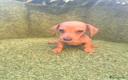 Teckel perros en venta: camada teckel canichen rojas  - Imagen 4
