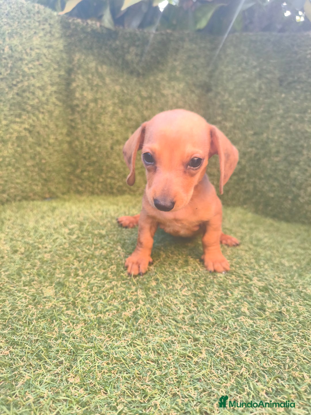 Teckel perros en venta: camada teckel canichen rojas  - Imagen 4