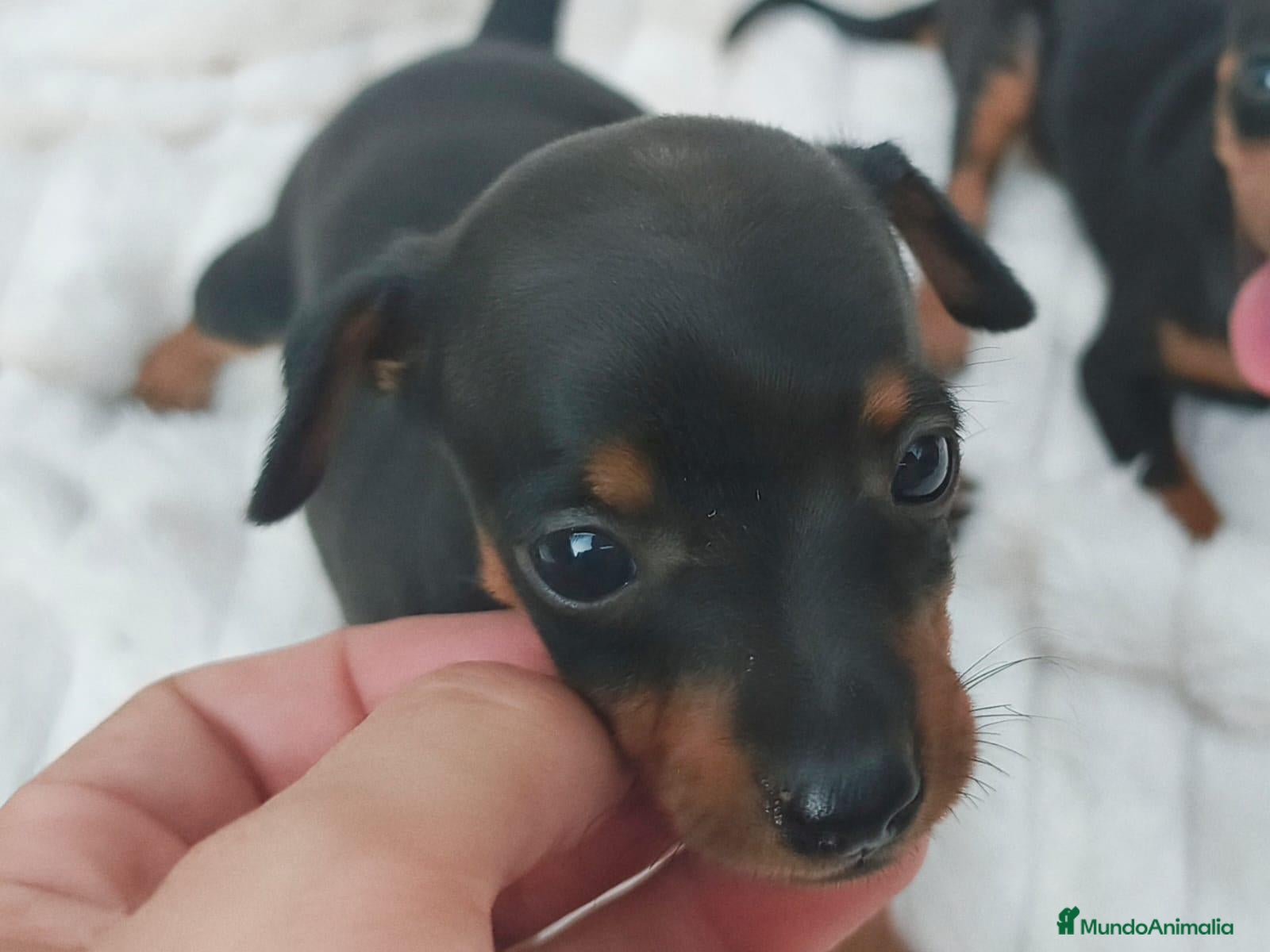 Pinscher Miniatura perros MINI PINSCHER TOY - Anuncio 1