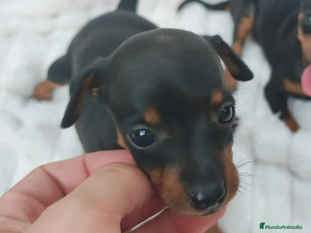 Pinscher Miniatura perros en venta: MINI PINSCHER TOY - Anuncio 1