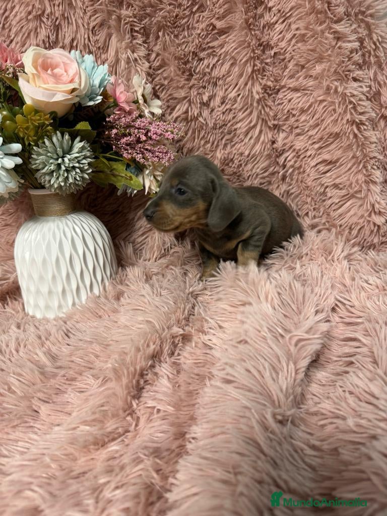 Teckel Miniatura perros teckel miniatura del valle caprice - Anuncio 1