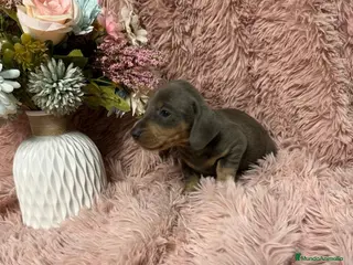 Teckel Miniatura perros teckel miniatura del valle caprice - Anuncio 1