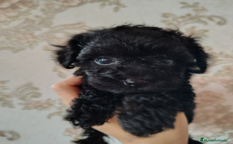Caniche Toy perros - Anuncio 2