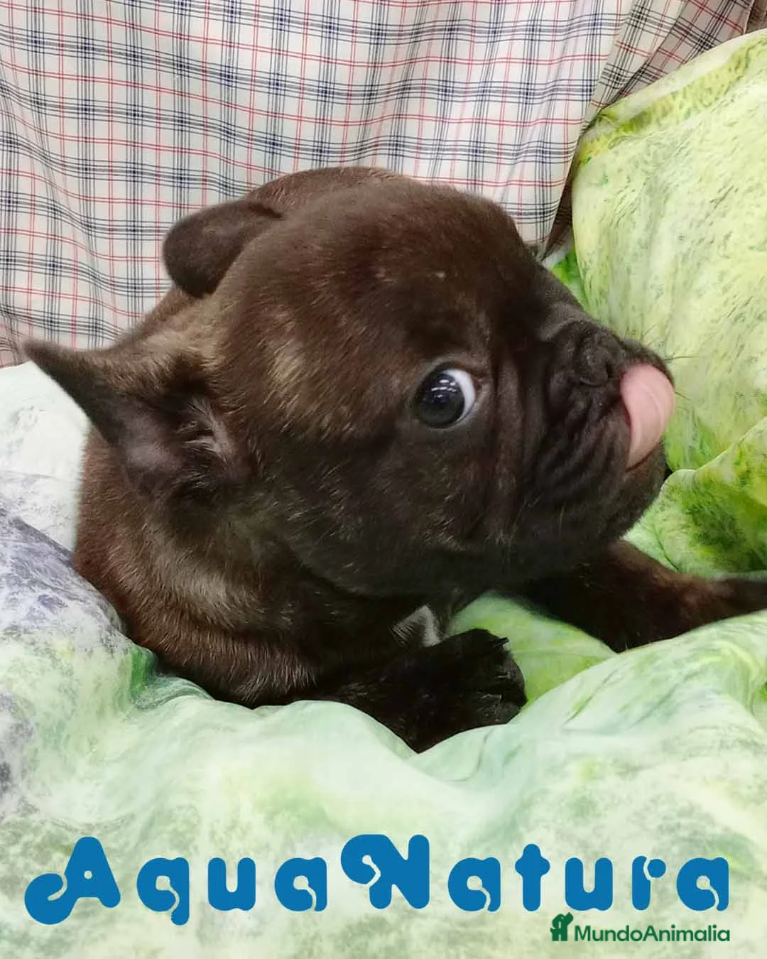 Bulldog Francés perros en venta: Camada BULLDOG FRANCES disponible - AQUANATURA en Barcelona - Anuncio 2