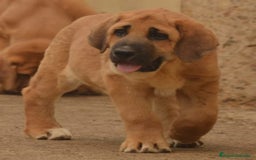 Mastín Español perros en venta: Mastín español - Imagen 4