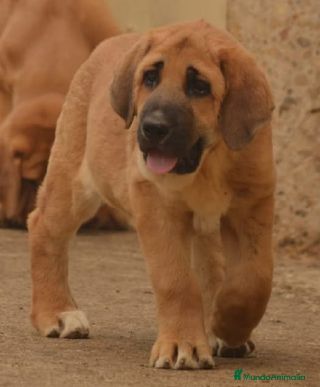 Mastín Español perros en venta: Mastín español - Imagen 4