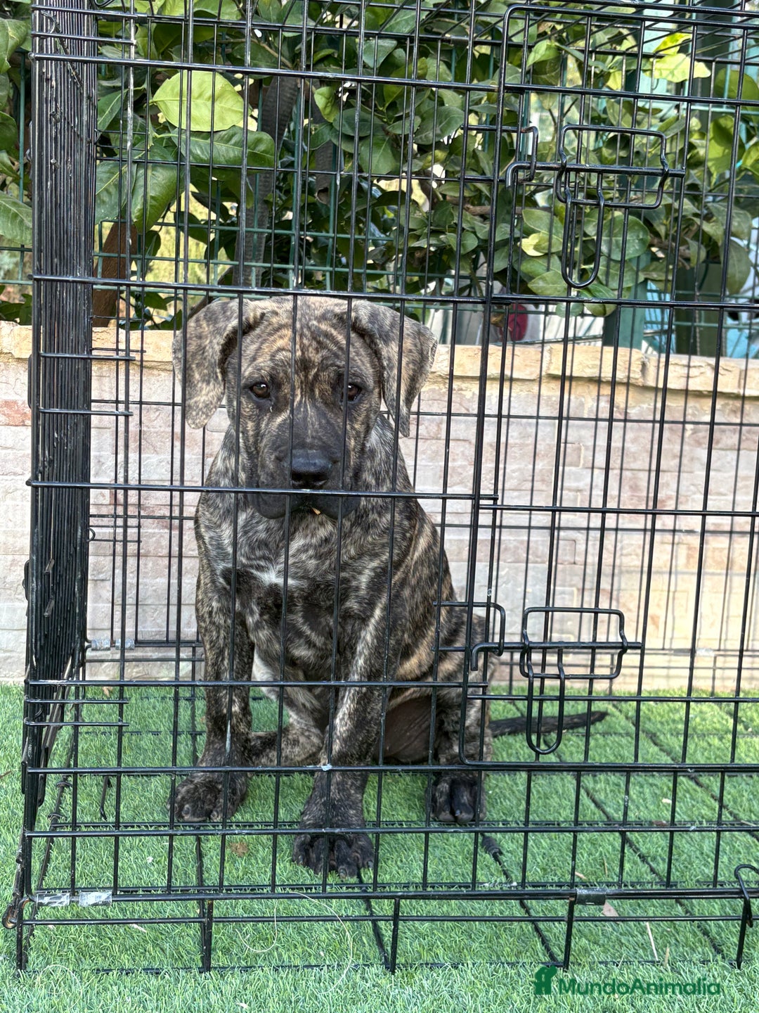 Presa Canario perros en venta: Disponible cachorra de presa canario - Anuncio 5