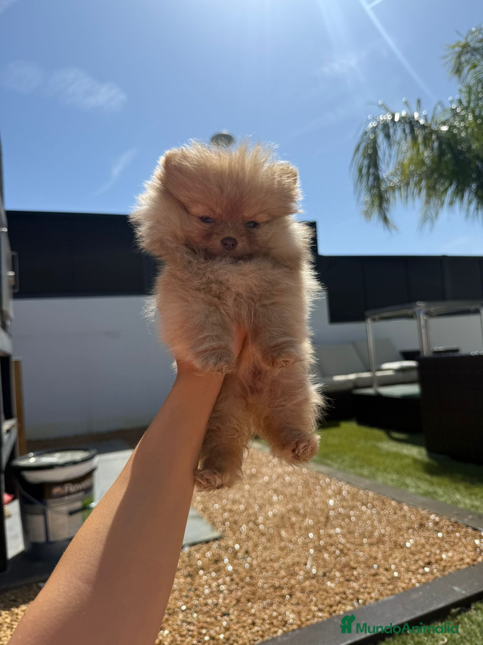 Pomerania perros Pomerania toy - Anuncio 3