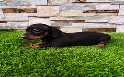 Teckel Miniatura perros en venta: Teckel kaninchen  - Imagen 9