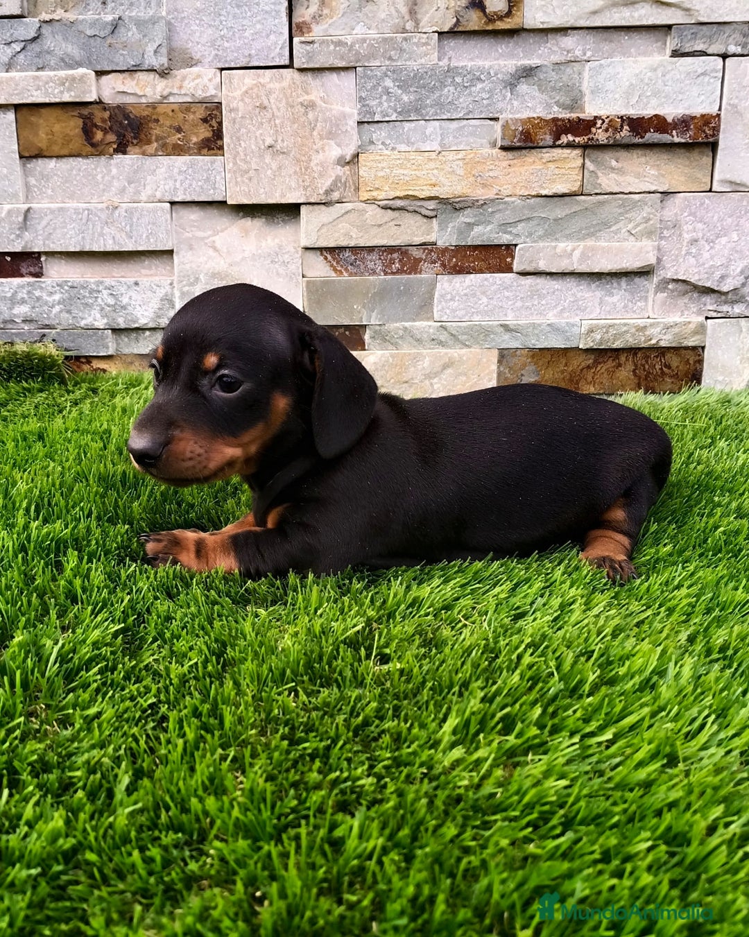 Teckel Miniatura perros en venta: Teckel kaninchen  - Imagen 9