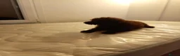 Caniche Mediano perros en venta: Caniche enano - Anuncio 5