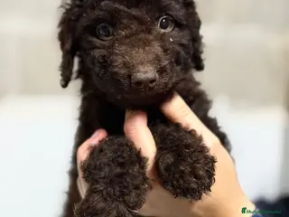 Perro de Agua Español perros PERRO DE AGUA CHOCOLATE - Anuncio 9