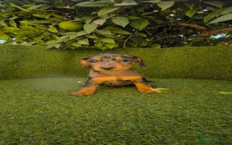 Teckel Miniatura perros en venta: teckel miniatura arlequin - Imagen 19