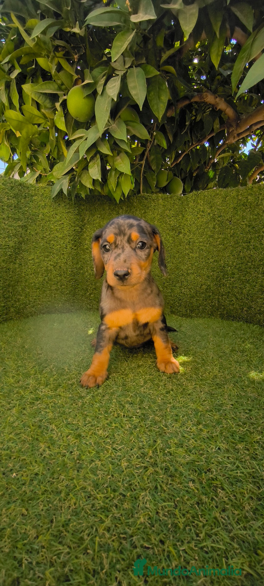 Teckel Miniatura perros en venta: teckel miniatura arlequin - Imagen 19
