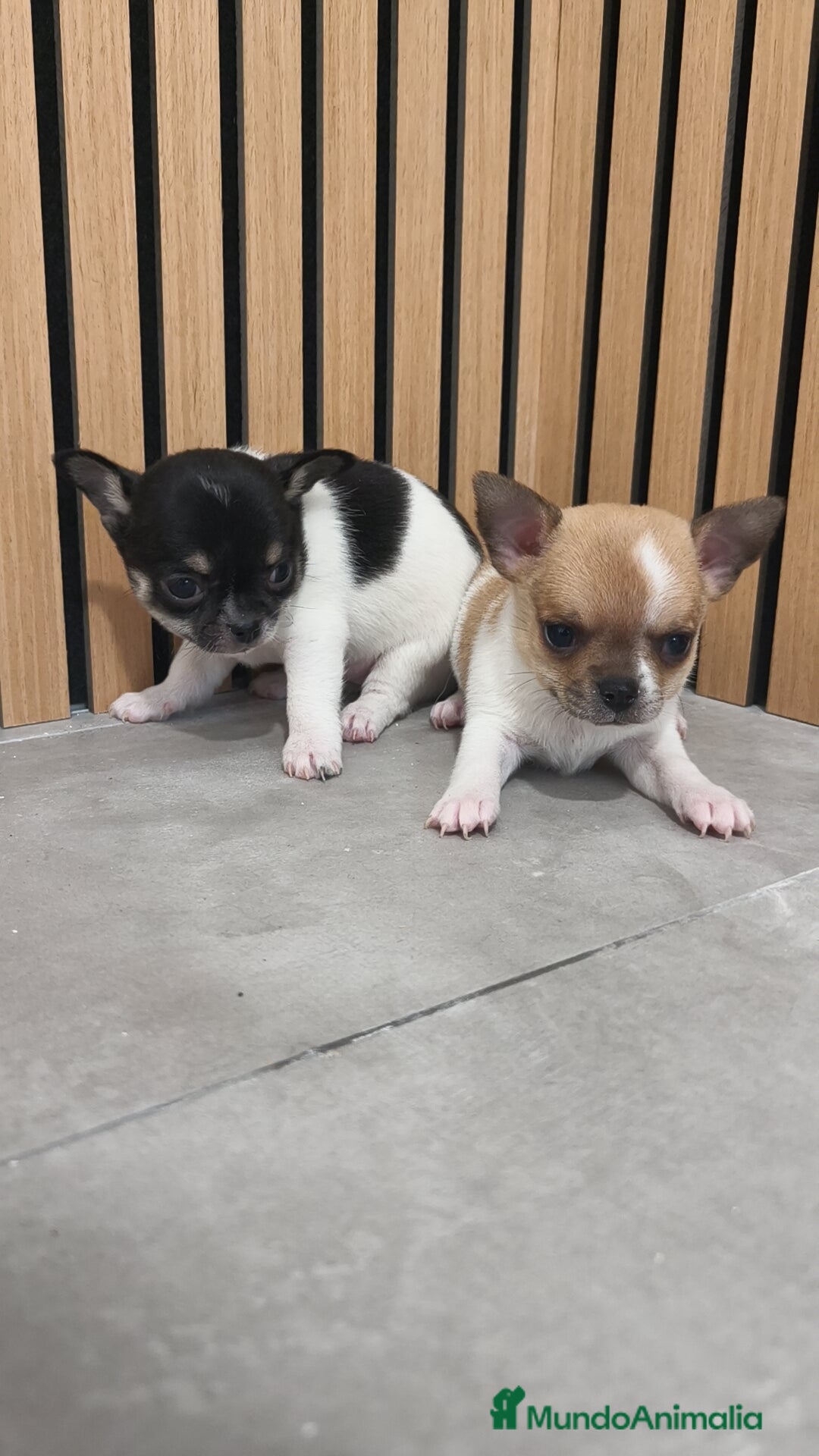 Chihuahua perros Chihuahua Toy  - Anuncio 2