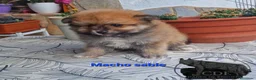 Pomerania perros en venta: Pomeranias sables y crema - Anuncio 3