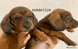 Teckel perros en venta: Teckel cachorros - Imagen 4