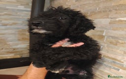 Perro de Agua Español perros en venta: Ultimo macho de la camada - Imagen 3
