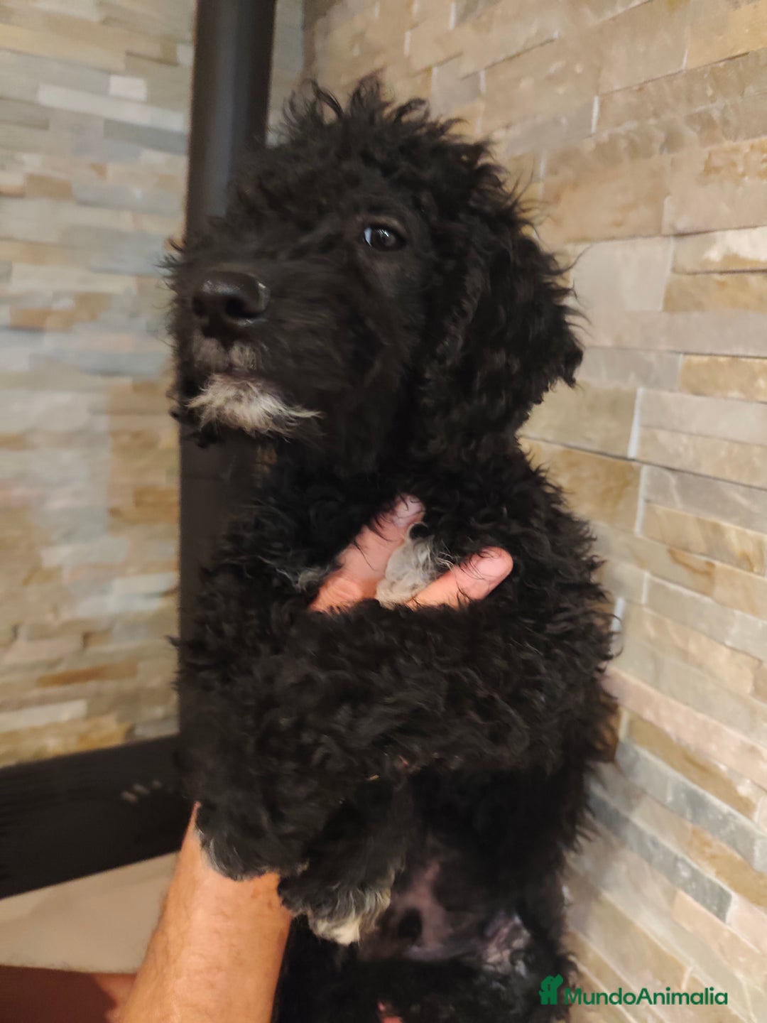 Perro de Agua Español perros en venta: Ultimo macho de la camada - Imagen 3