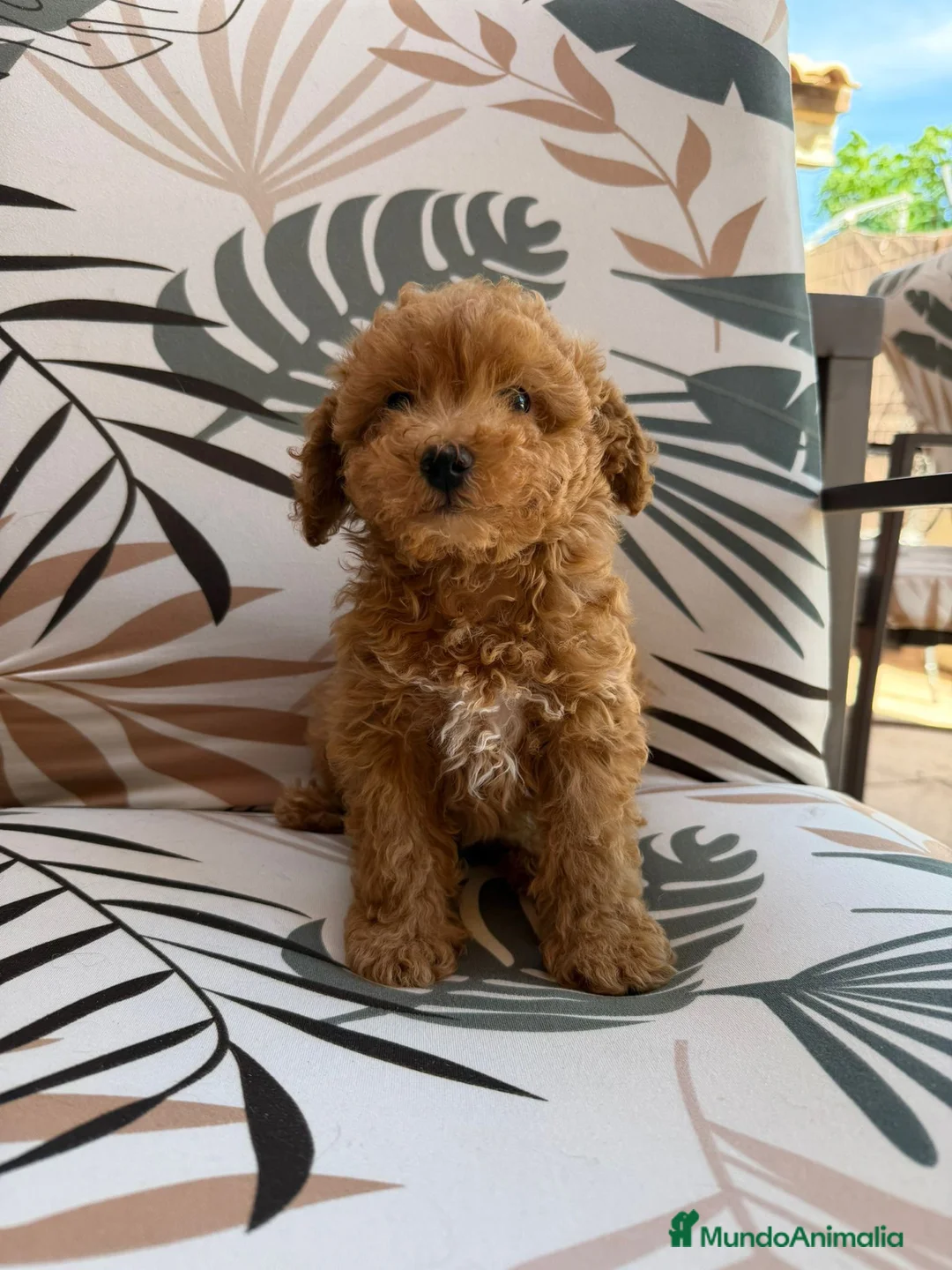 Caniche Toy perros en venta: Caniches toy fotos actuales  - Anuncio 4