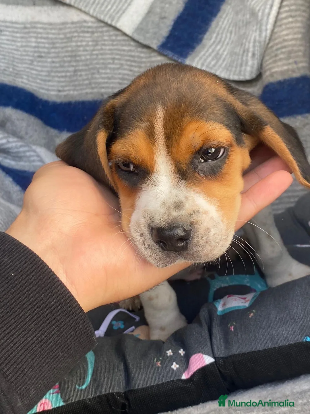 Beagle perros en venta: Beagle miniatura  en Ciudad Real - Anuncio 2