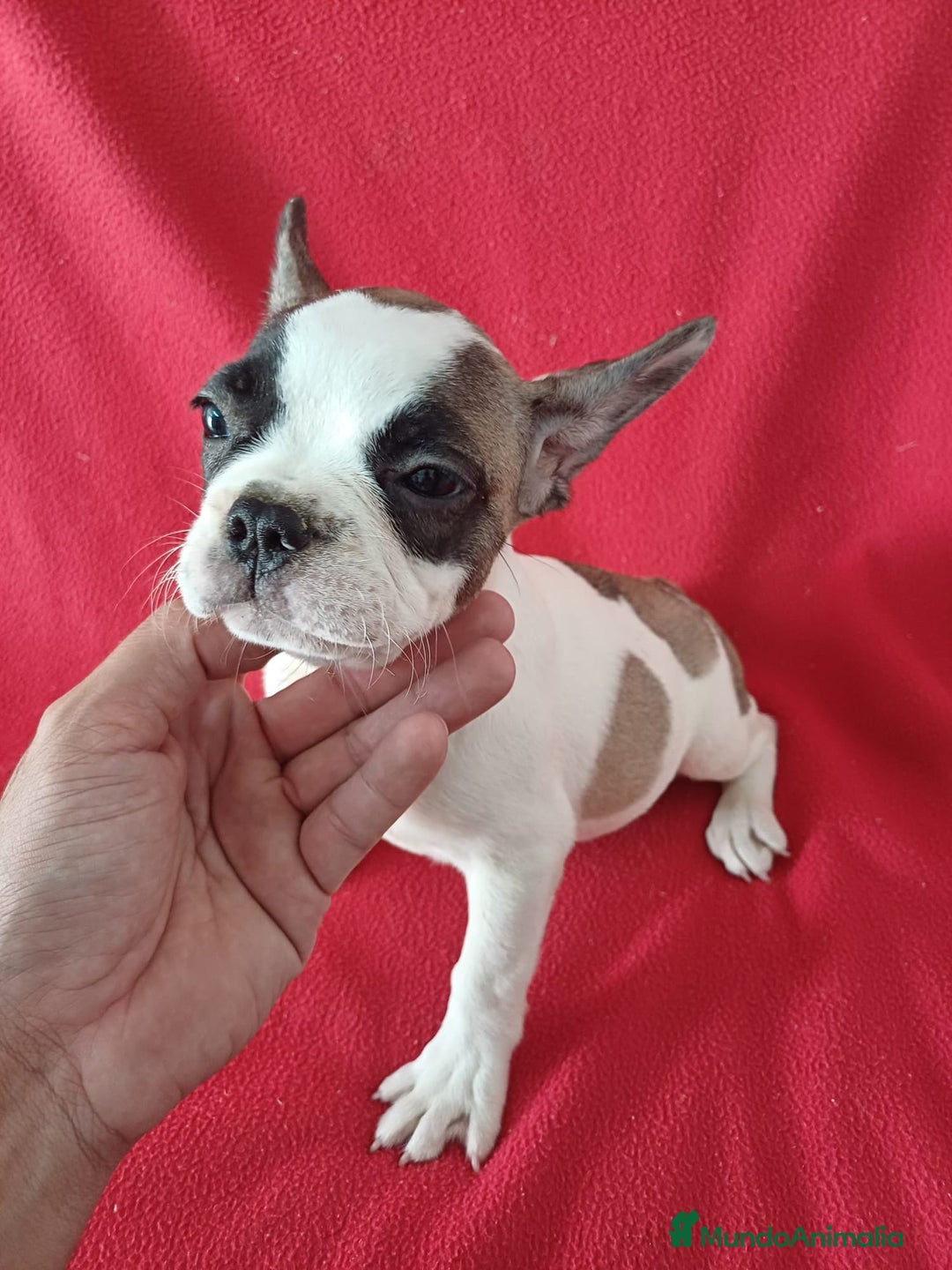 Bulldog Francés perros en venta: Bulldog Francés Vaquita - Imagen 2