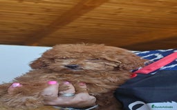 Caniche Toy perros en venta: CAMADA DE CANICHE  - Imagen 1