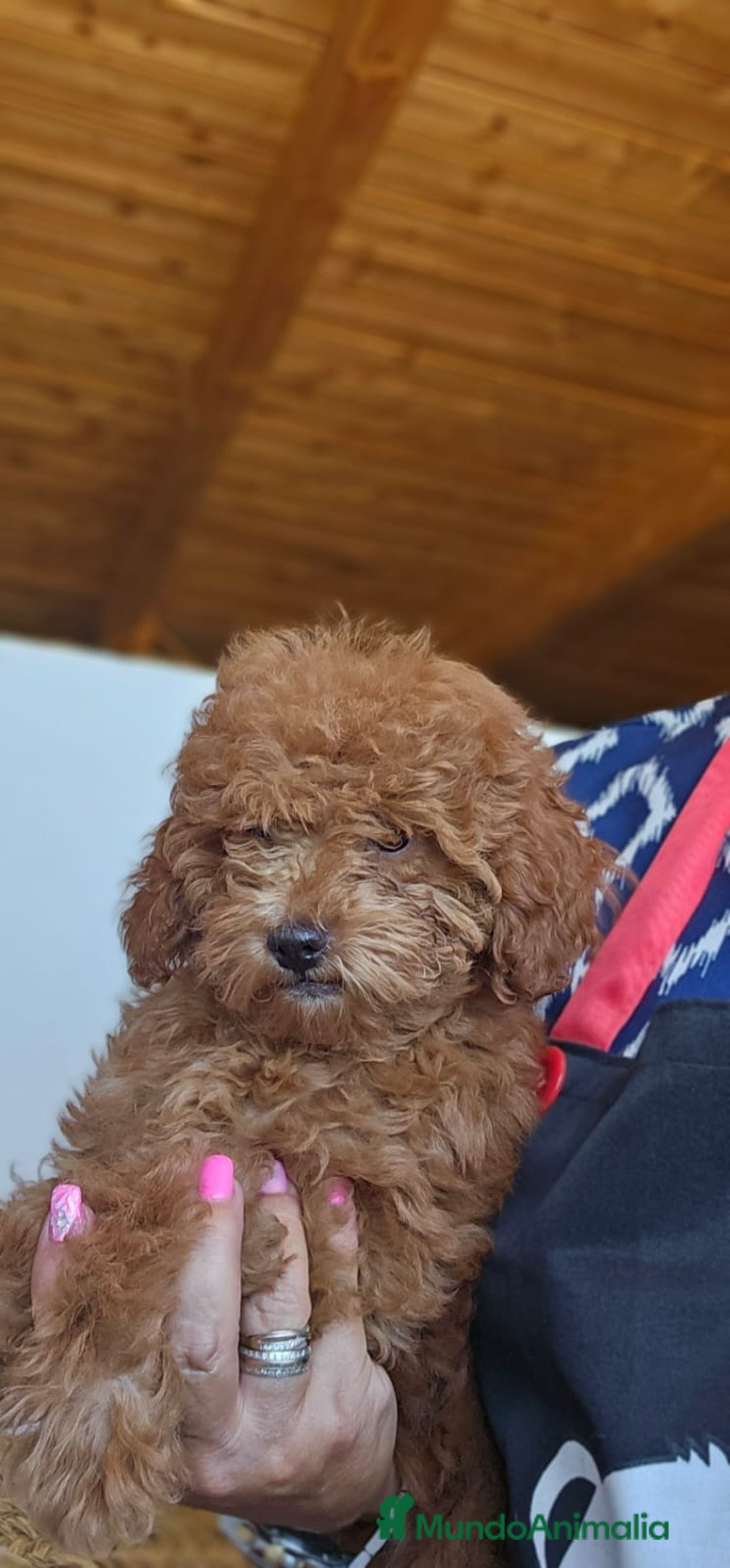 Caniche Toy perros en venta: CAMADA DE CANICHE  - Imagen 1