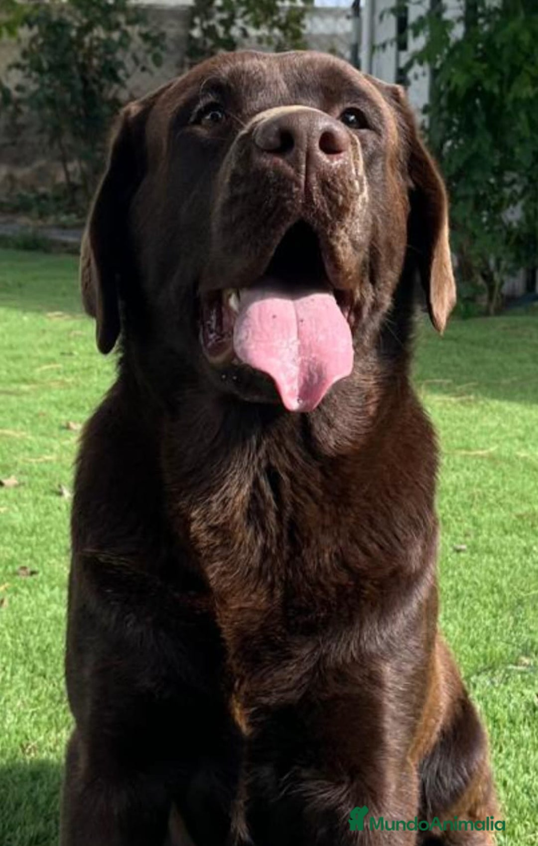 Labrador Retriever perros en venta: Labradores chocolates  - Imagen 6