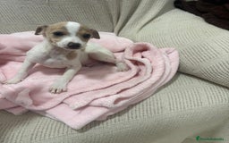Chihuahua perros en venta: Chihuahua cabeza venado  - Imagen 1