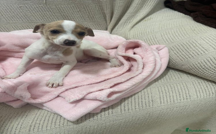 Chihuahua perros - Anuncio 6