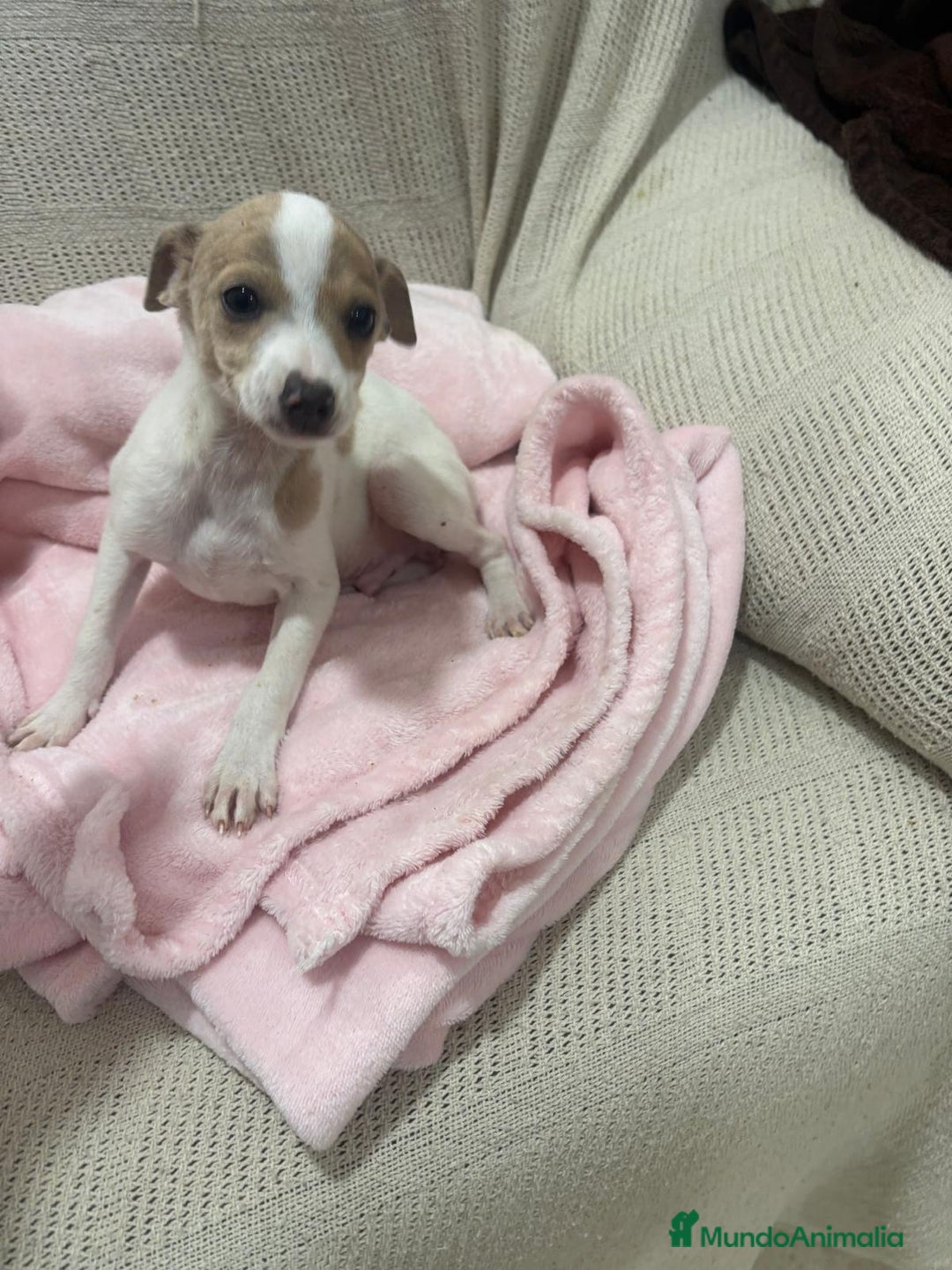 Chihuahua perros en venta: Chihuahua cabeza venado  - Imagen 1