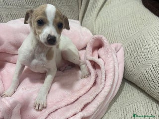 Chihuahua perros - Anuncio 18