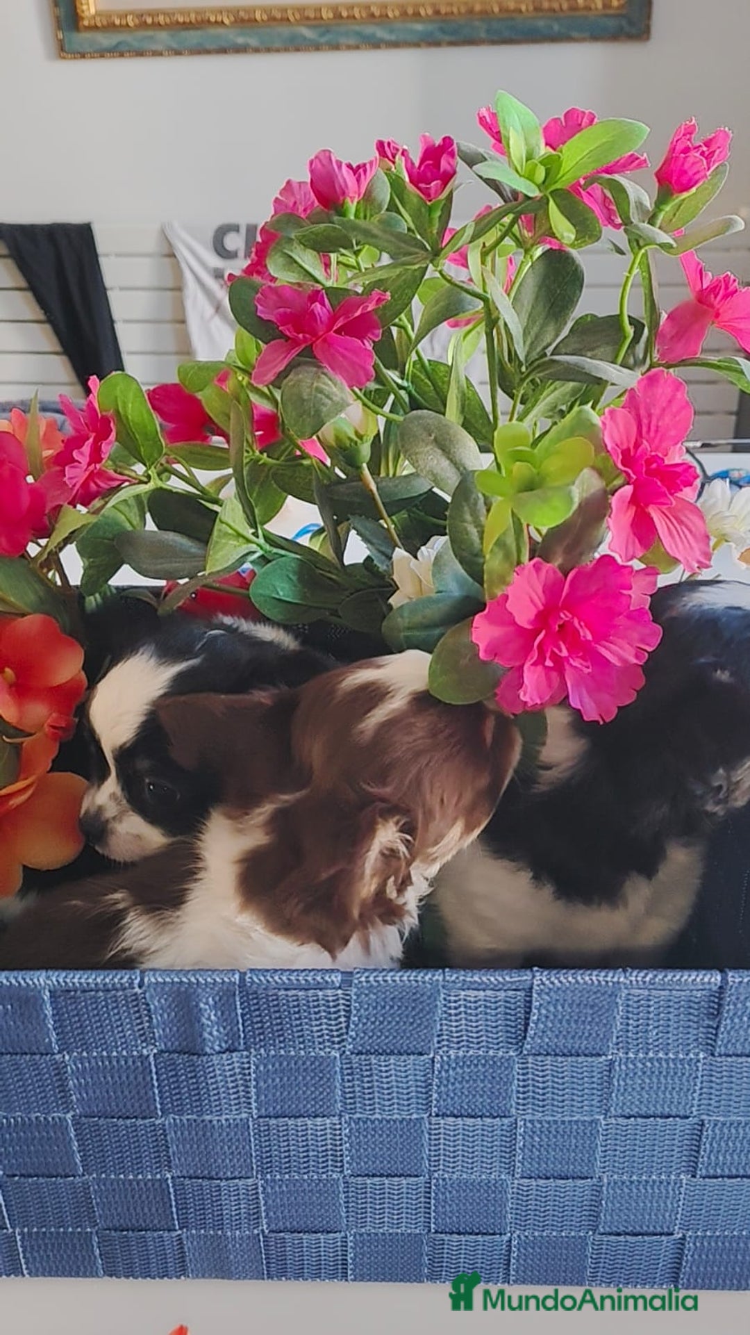 Chihuahua perros en venta: Chihuahua pelo largo  - Anuncio 7