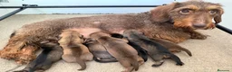 Teckel Miniatura perros en venta: Teckel miniatura pelo duro  - Anuncio 1