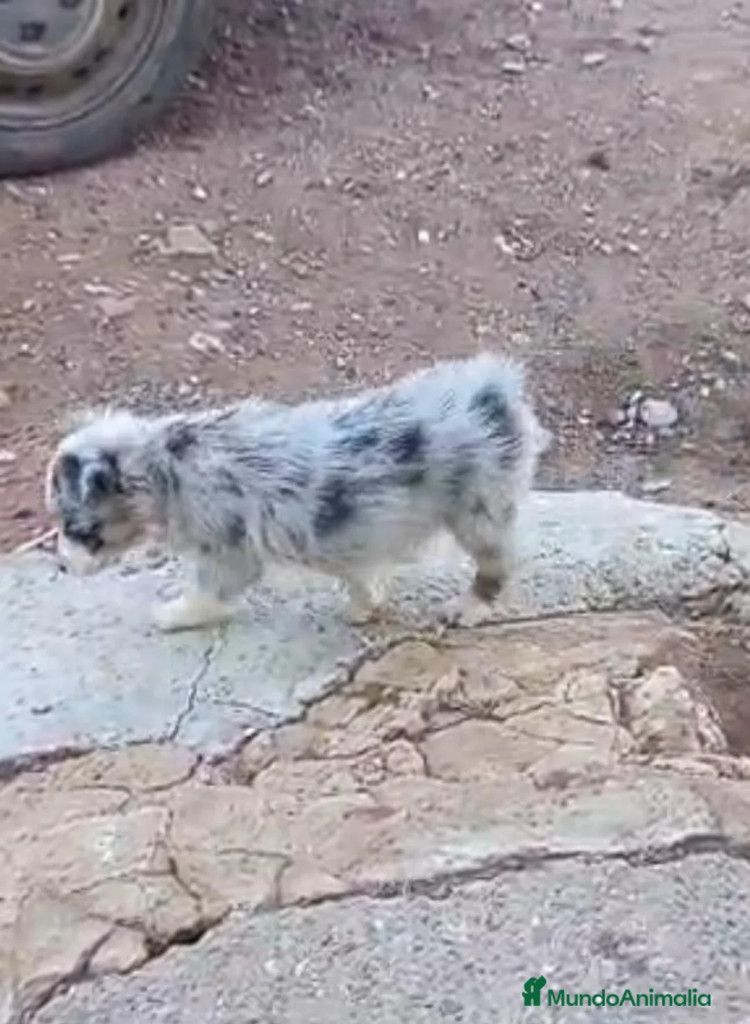 Border Collie perros en venta: Preciosos border collie - Anuncio 2