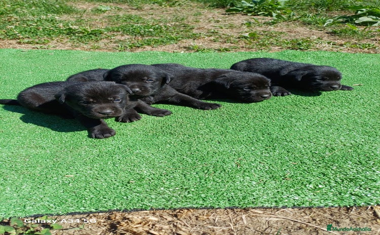 Labrador Retriever perros - Propaganda 3