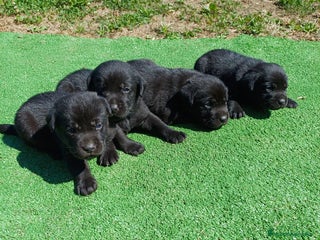 Labrador Retriever perros - Anuncio 21