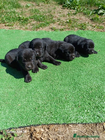 Labrador Retriever perros - Anuncio 15
