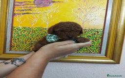 Caniche Toy perros en venta: CANICHE ROJO EXCLUSIVOS - Anuncio 6