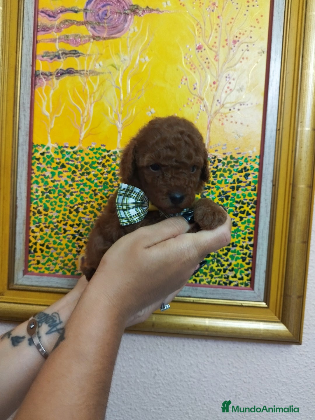 Caniche Toy perros en venta: CANICHE ROJO EXCLUSIVOS - Anuncio 6