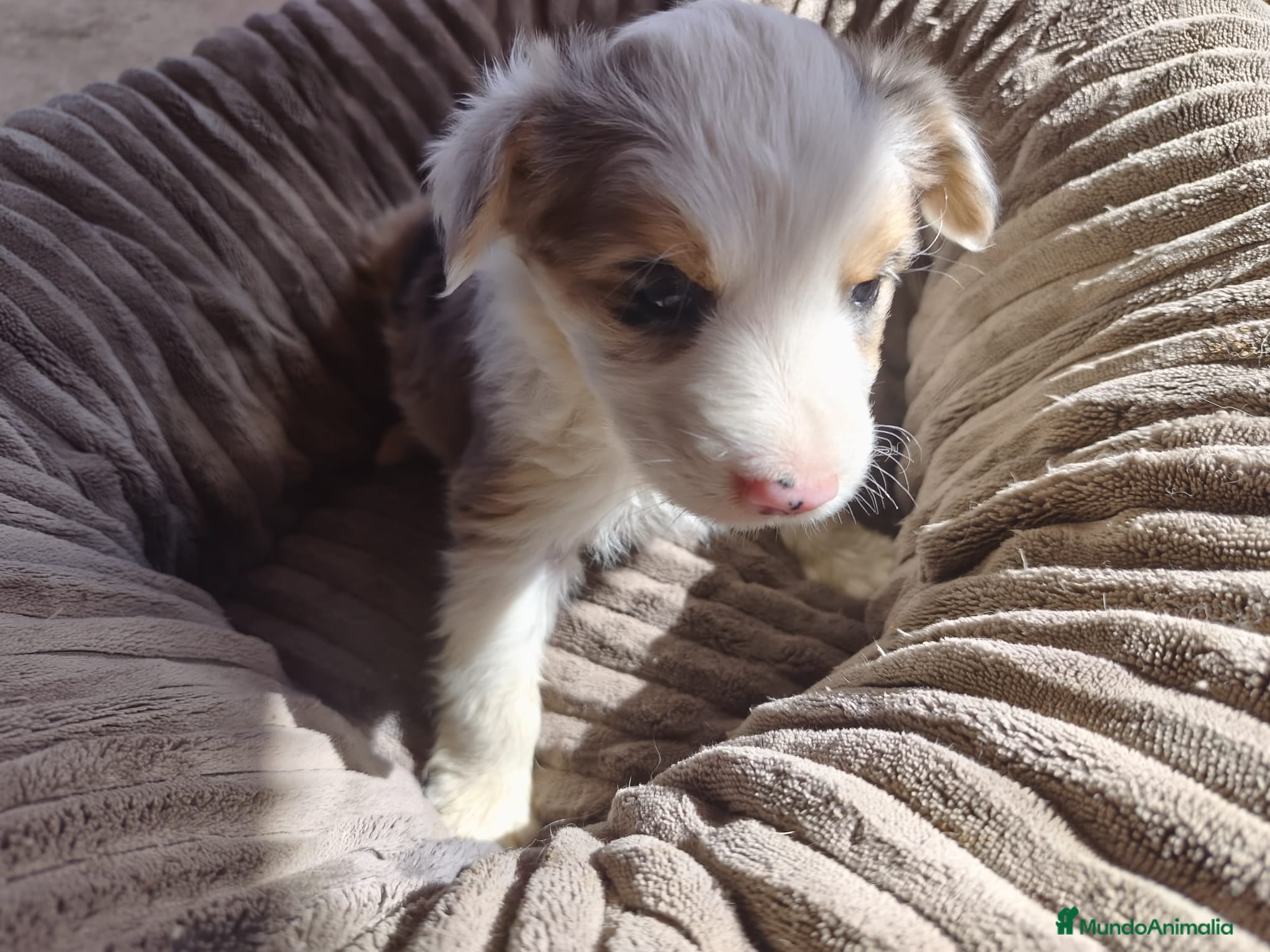 Border Collie perros BORDER COLLIE HEMBRA TRICOLOR MERLE - Anuncio 1