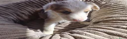 Border Collie perros en venta: BORDER COLLIE HEMBRA TRICOLOR MERLE - Anuncio 1